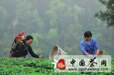 贵茶：贵州茶叶迅猛拓展海外市场