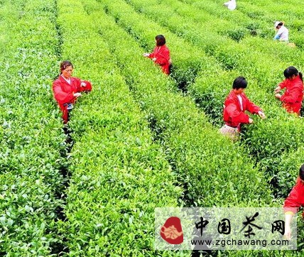 茶园 茶农积极采茶