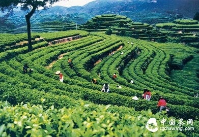 安溪铁观音茶道香飘罗马城