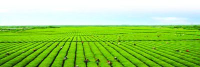 潜山打造知名茶叶品牌走现代产业联合发展之路