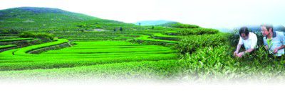 潜山，春秋时属皖国，素有“皖国古都、安徽之源、黄梅之乡”的美誉。潜山县属皖西南大别山茶区，生态环境优越，茶叶资源丰富，是全国重点产茶县、农业部绿色食品标准化示范基地建设示范县、安徽省茶产业十强县。