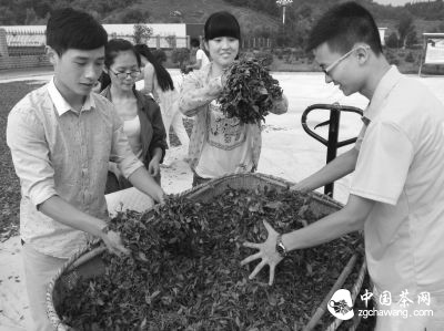 7月7日至7月14日，河南农业大学园艺系学生来到光山县敖洼村开展了为期一周的暑期“三下乡”社会实践活动，协助当地工作人员采茶制茶。清晨5点，农大学子来到茶园采茶，随后对茶叶进行萎凋、揉捻等工作，协助当地工作人员制成信阳红茶。随后，又参观了信阳茶厂茶街和茶园遗址，并完成了大红袍和黄茶的制作。通过本次社会实践活动，农大茶学专业学生在实践中熟练地掌握了制茶技巧，提升了专业技能。