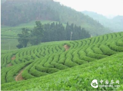 2015年，湖南茶叶来势良好，上半年出口量稳定增长。