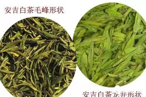 三白不染茶叶